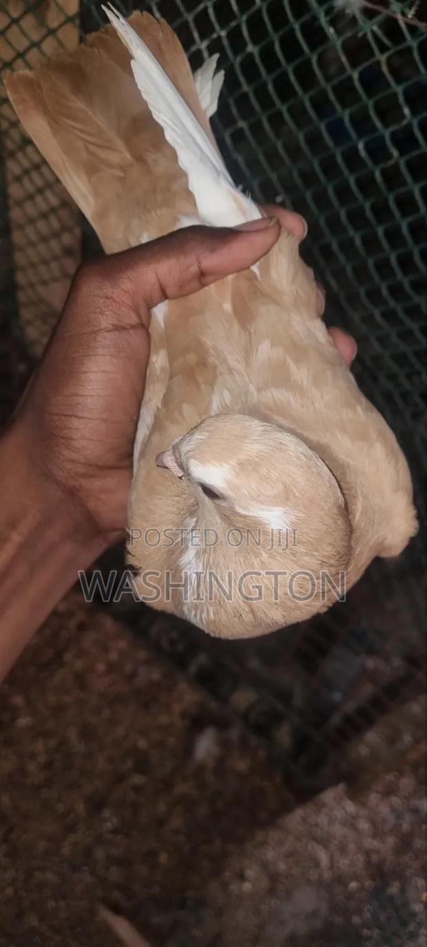 Pigeons Matured - thumbnail 2