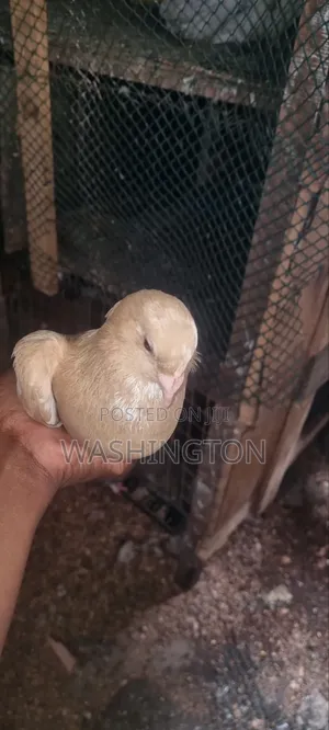 Pigeons Matured
