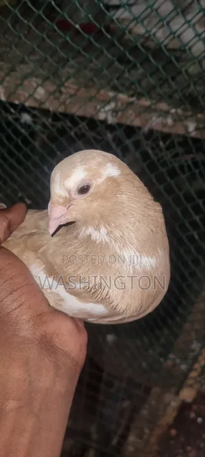 Pigeons Matured