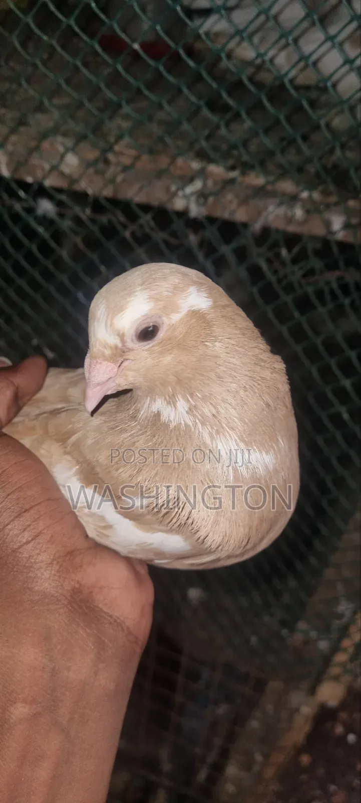 Pigeons Matured
