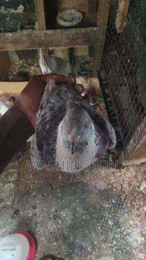 Matured Pigeon