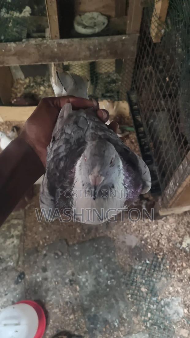 Matured Pigeon