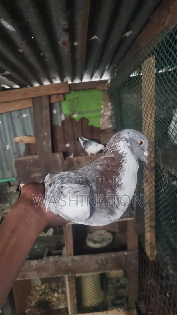 Matured Pigeon - thumbnail 2