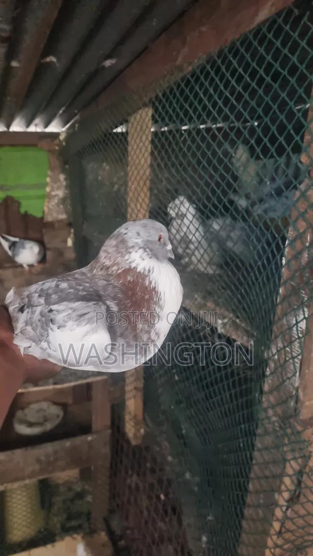 Matured Pigeon - thumbnail 3