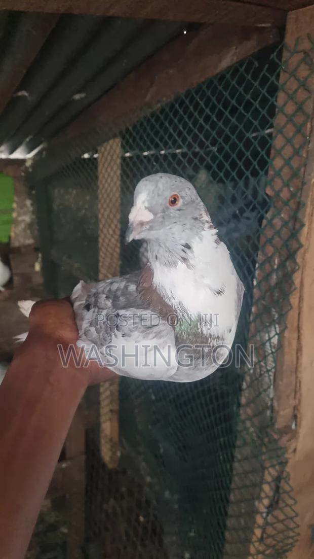 Matured Pigeon - thumbnail 4