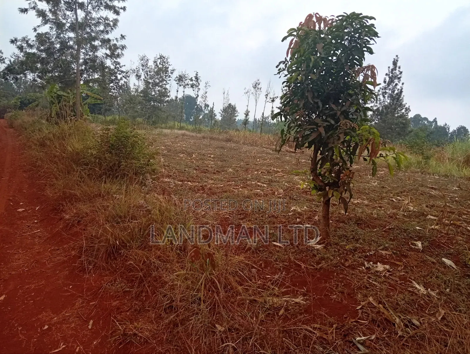 Prime 2 Acres for Sale – Makuyu Pundamilia