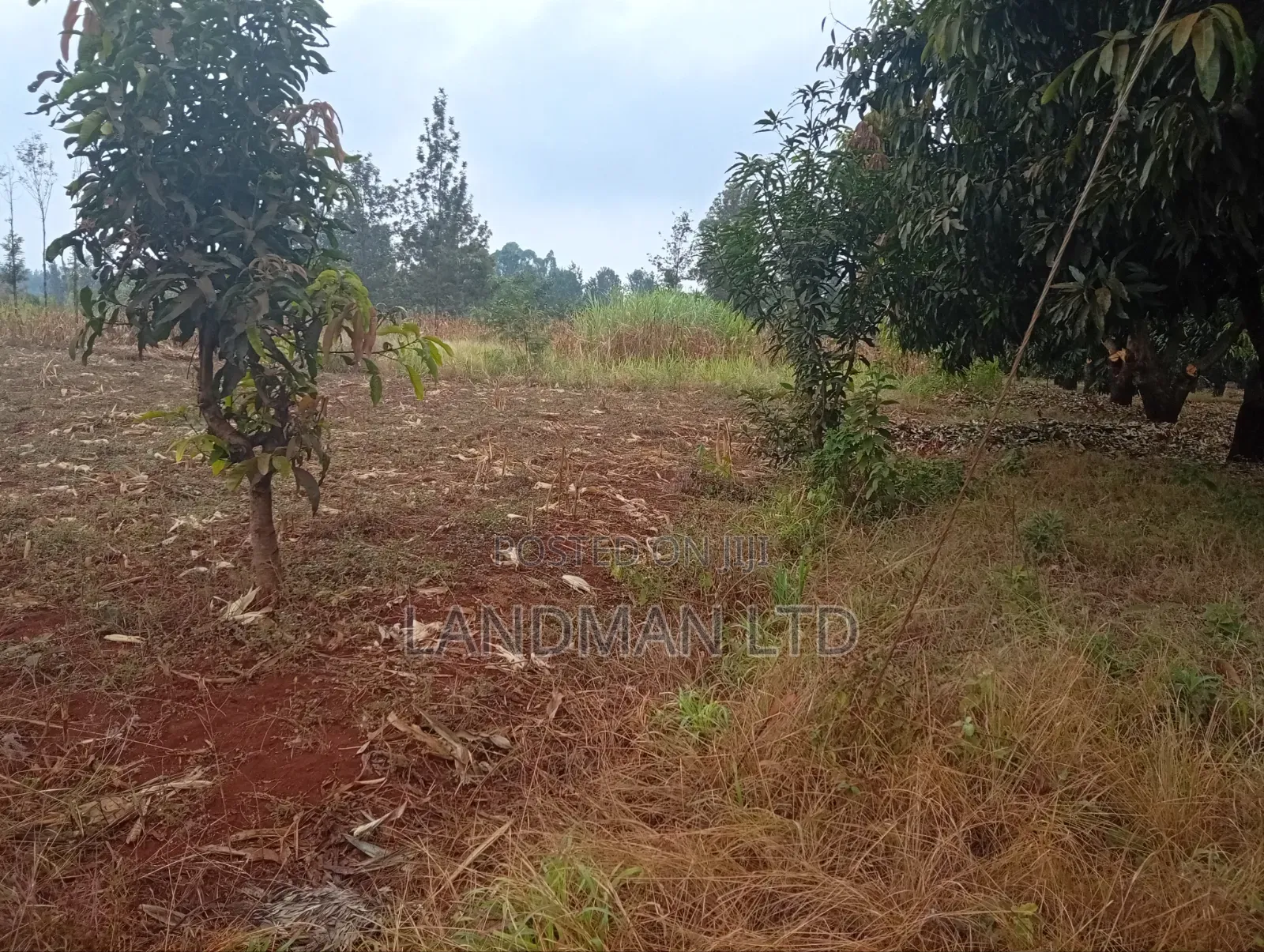 Prime 2 Acres for Sale – Makuyu Pundamilia