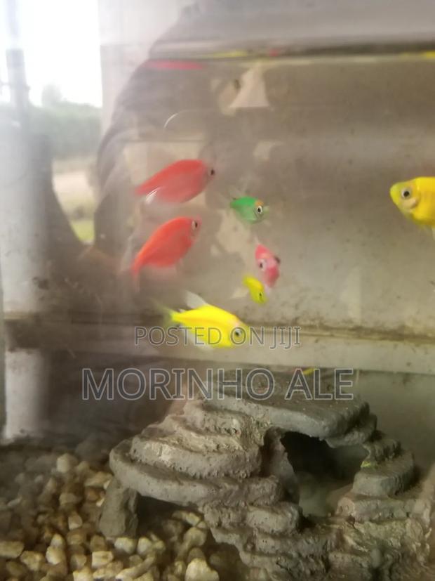 Glo Tetras - main view