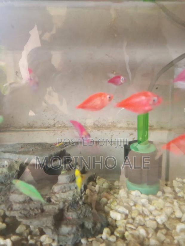 Glo Tetras - thumbnail 2