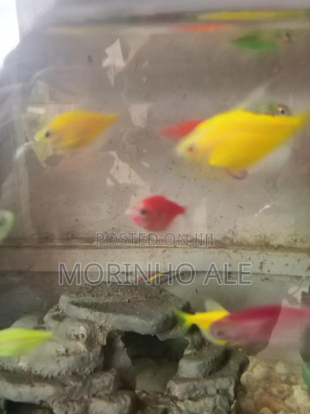 Glo Tetras - thumbnail 3