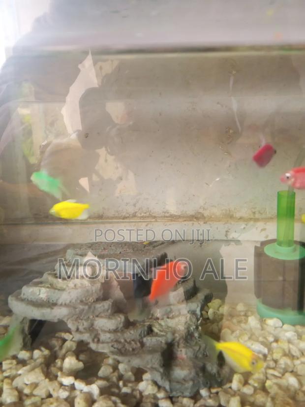 Glo Tetras - thumbnail 4