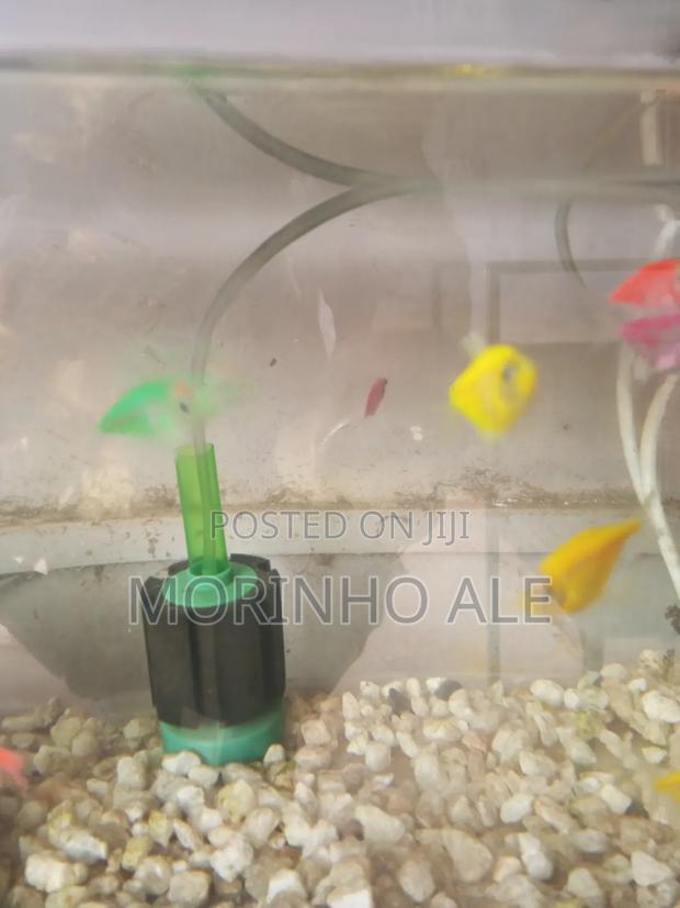 Glo Tetras - thumbnail 5