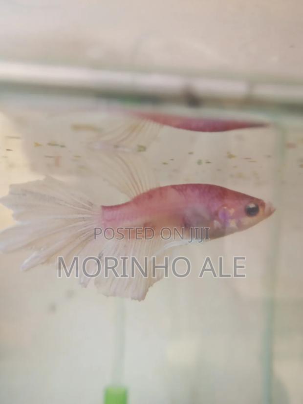 Betta Fish - main view