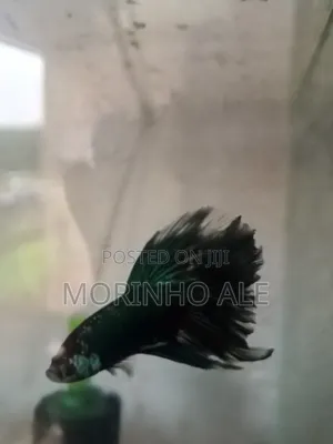 Betta Fish