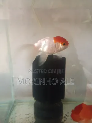 Red Cap Orandas