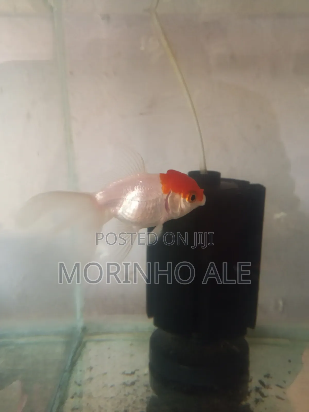 Red Cap Orandas