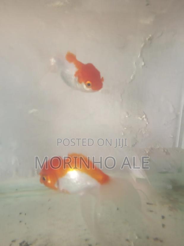Red Cap Orandas - thumbnail 4
