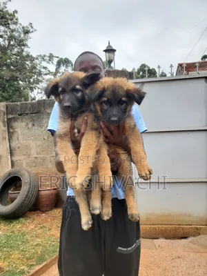 1-3 months Female Purebred German Shepherd
