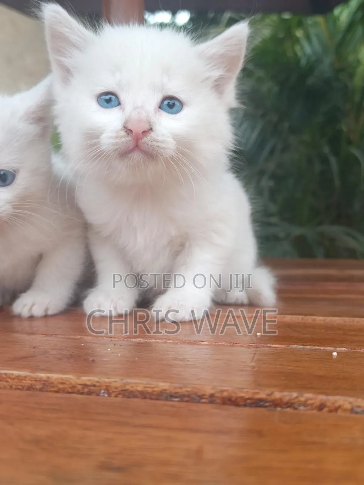 1-3 months Male Purebred Turkish Angora