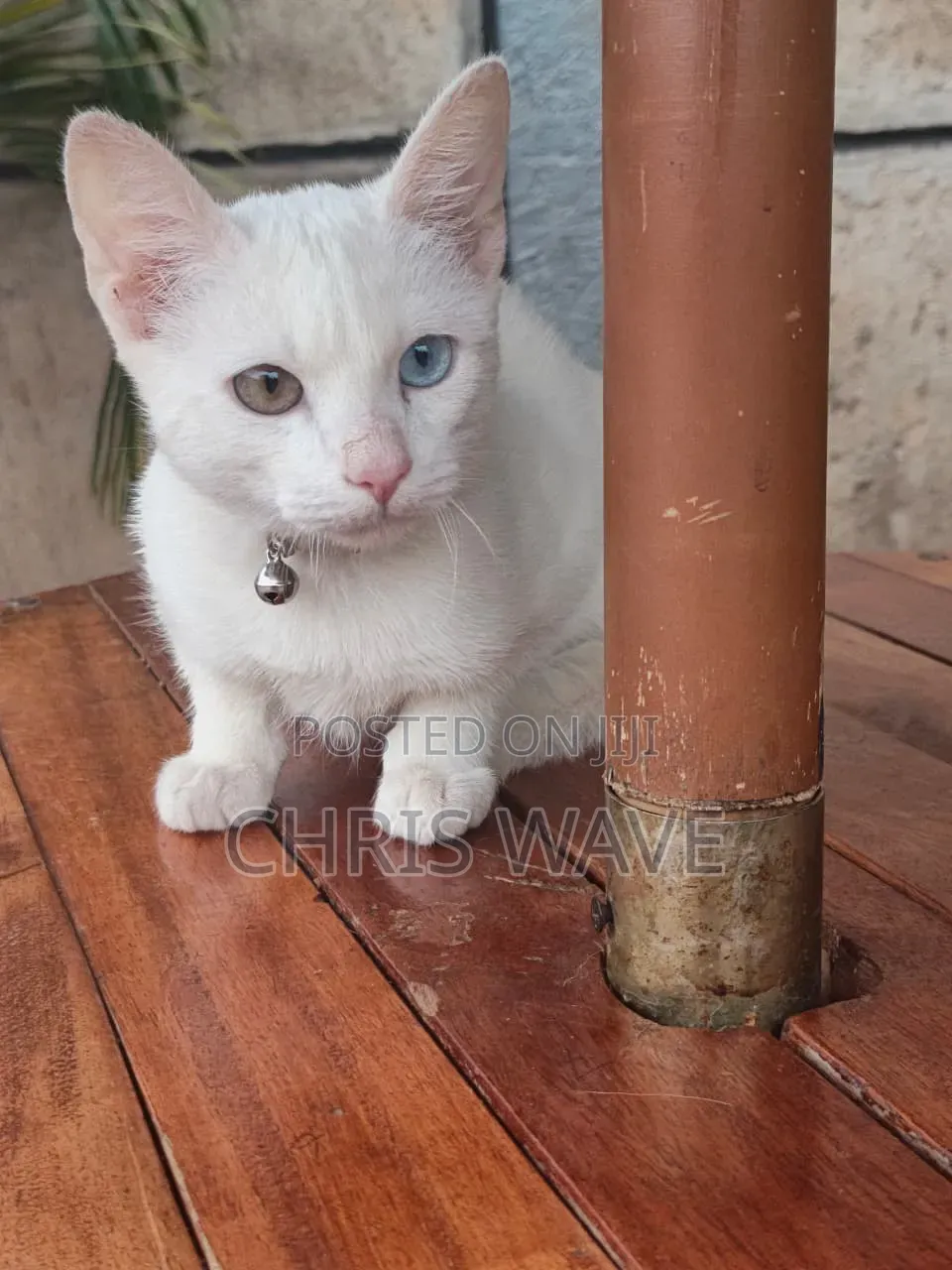 1-3 months Male Purebred Turkish Angora