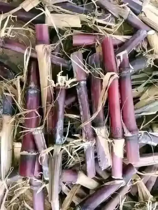 Australian Red Purple Napier