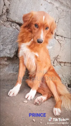 1-3 months Male Mixed Breed Finnish Spitz