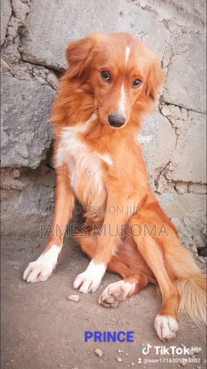 1-3 months Male Mixed Breed Finnish Spitz
