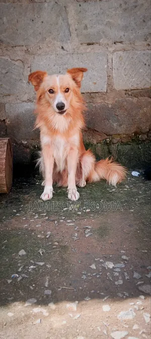 1-3 months Male Mixed Breed Finnish Spitz