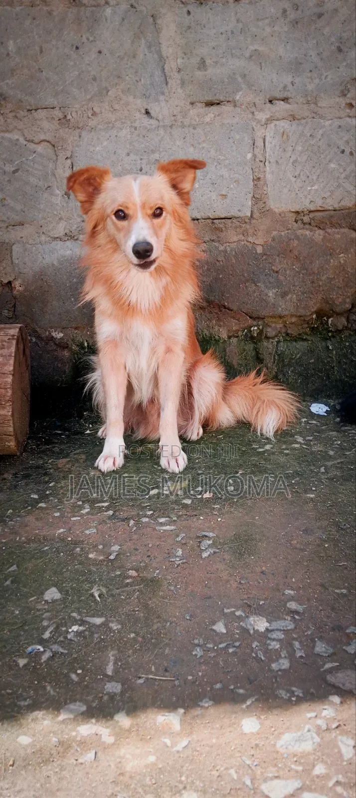 1-3 months Male Mixed Breed Finnish Spitz