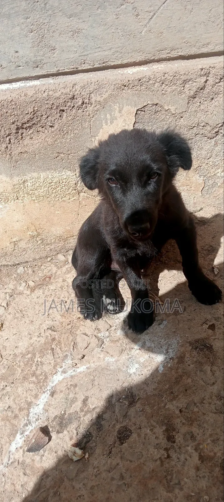 1-3 months Male Mixed Breed Finnish Spitz