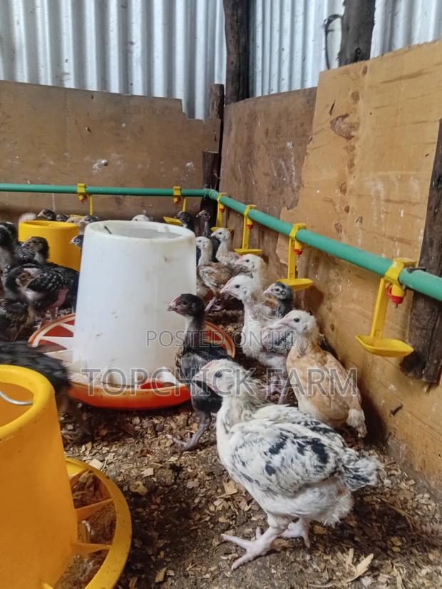 4 Weeks Old F1 Sasso Chicks - main view
