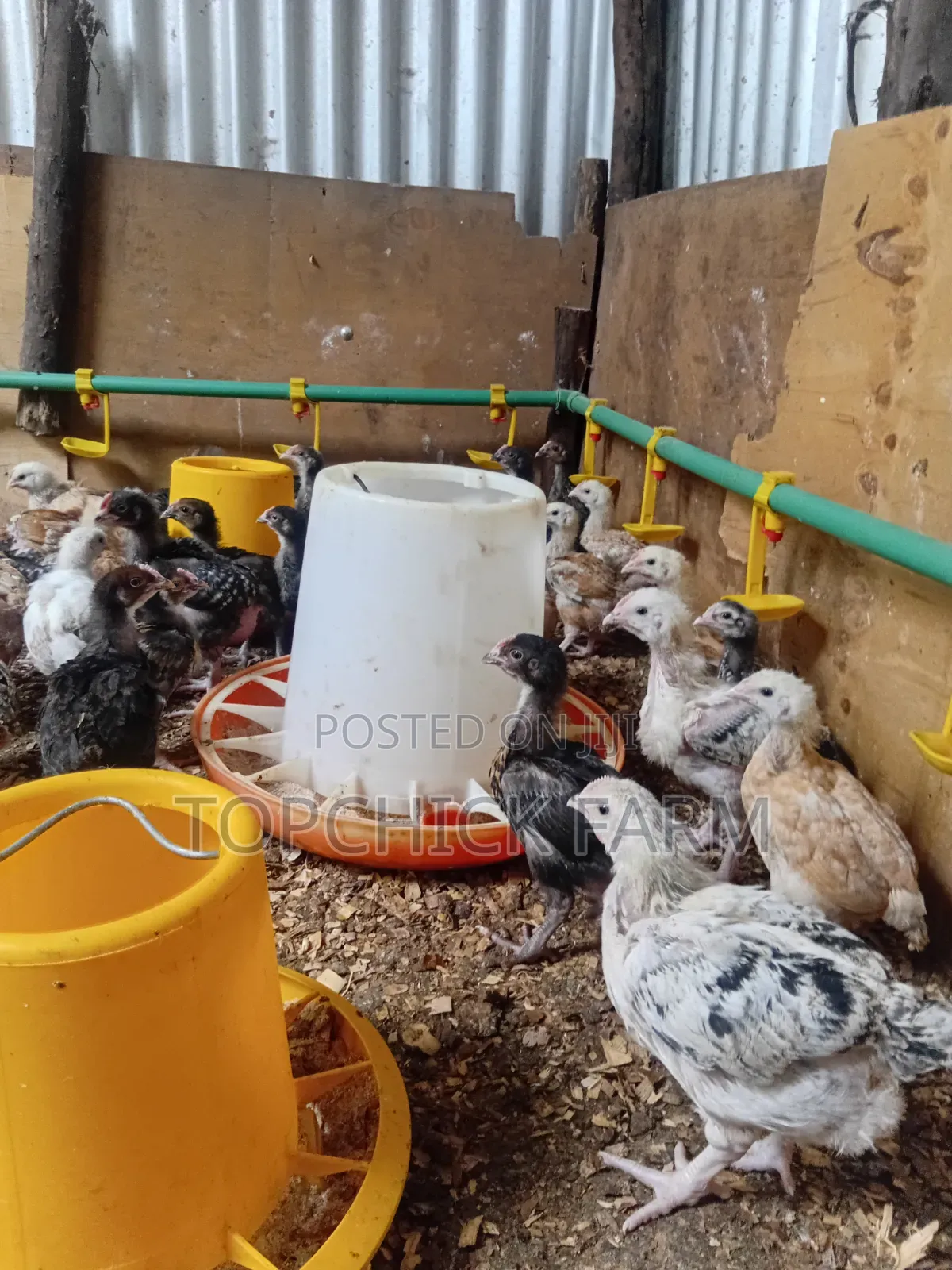 4 Weeks Old F1 Sasso Chicks