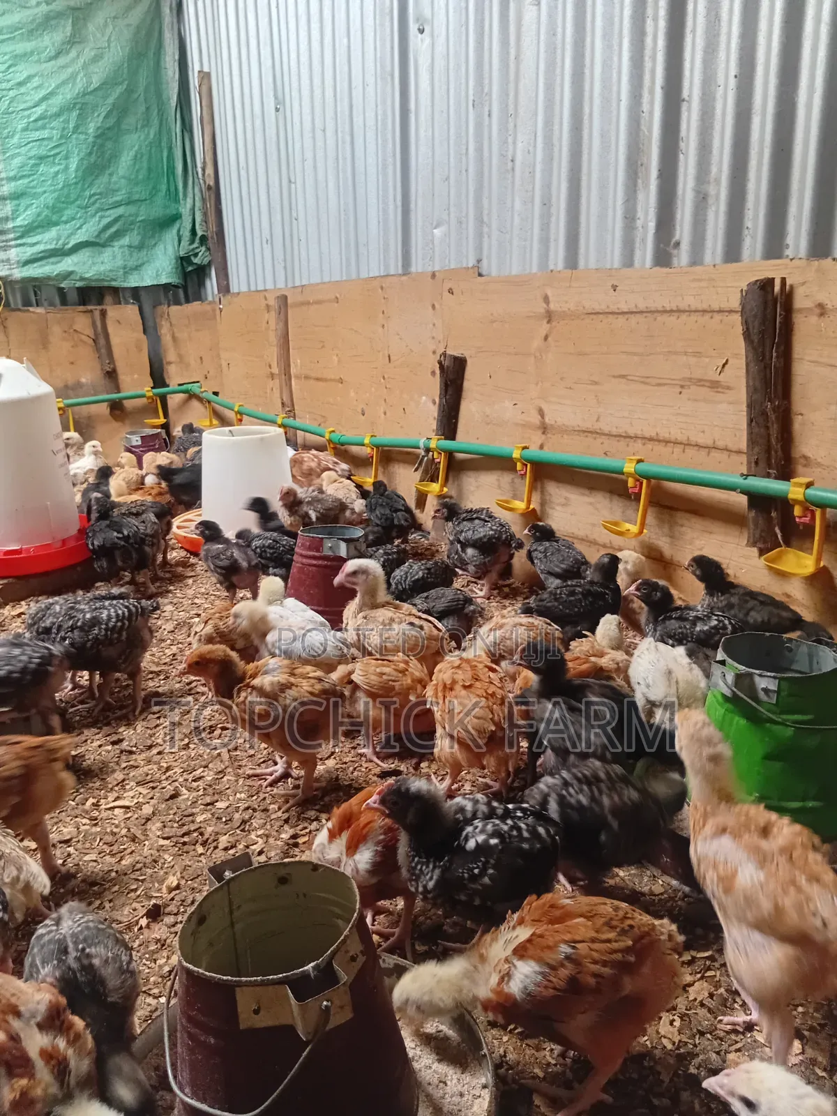 4 Weeks Old F1 Sasso Chicks