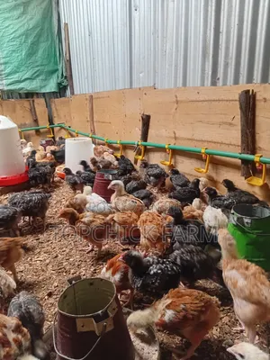 4 Weeks Old F1 Sasso Chicks