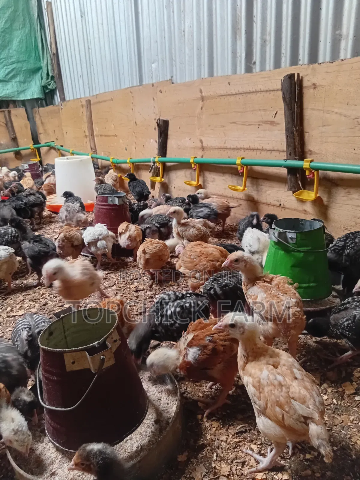 4 Weeks Old F1 Sasso Chicks