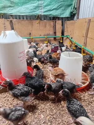 4 Weeks Old F1 Sasso Chicks