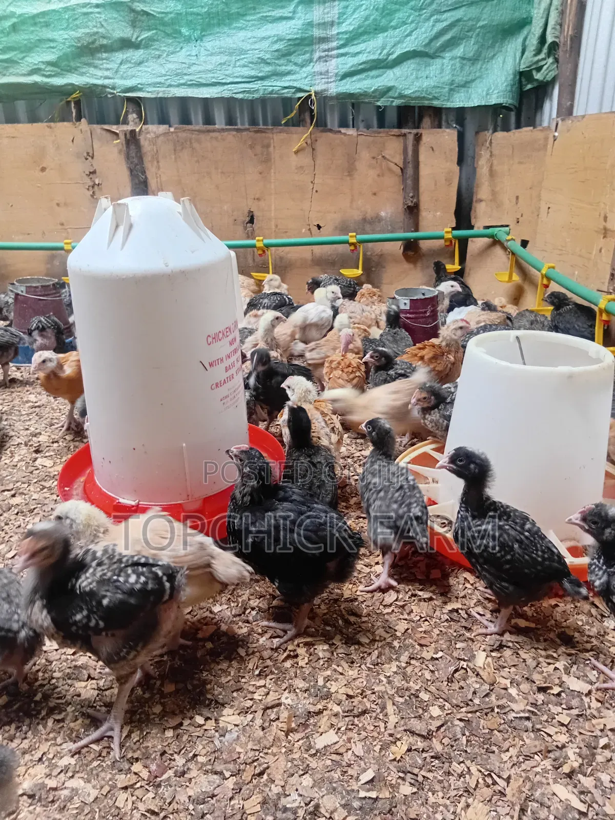 4 Weeks Old F1 Sasso Chicks