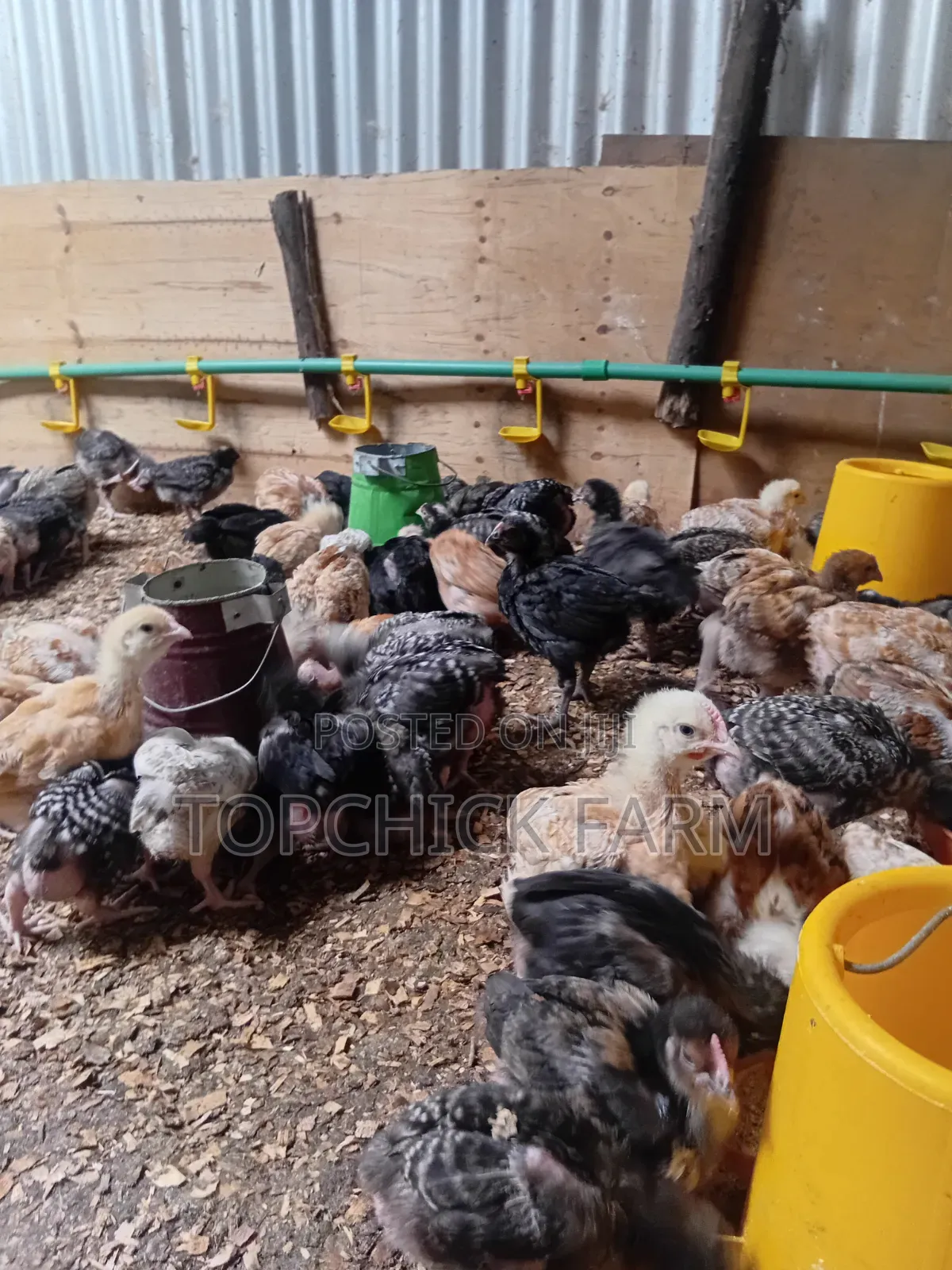 4 Weeks Old F1 Sasso Chicks