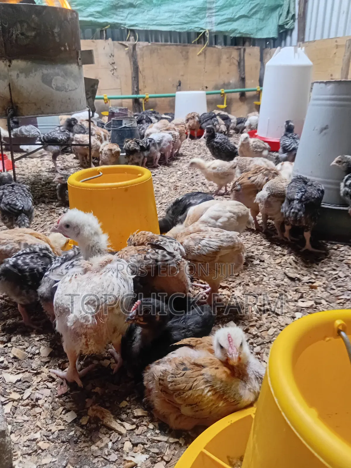 4 Weeks Old F1 Sasso Chicks