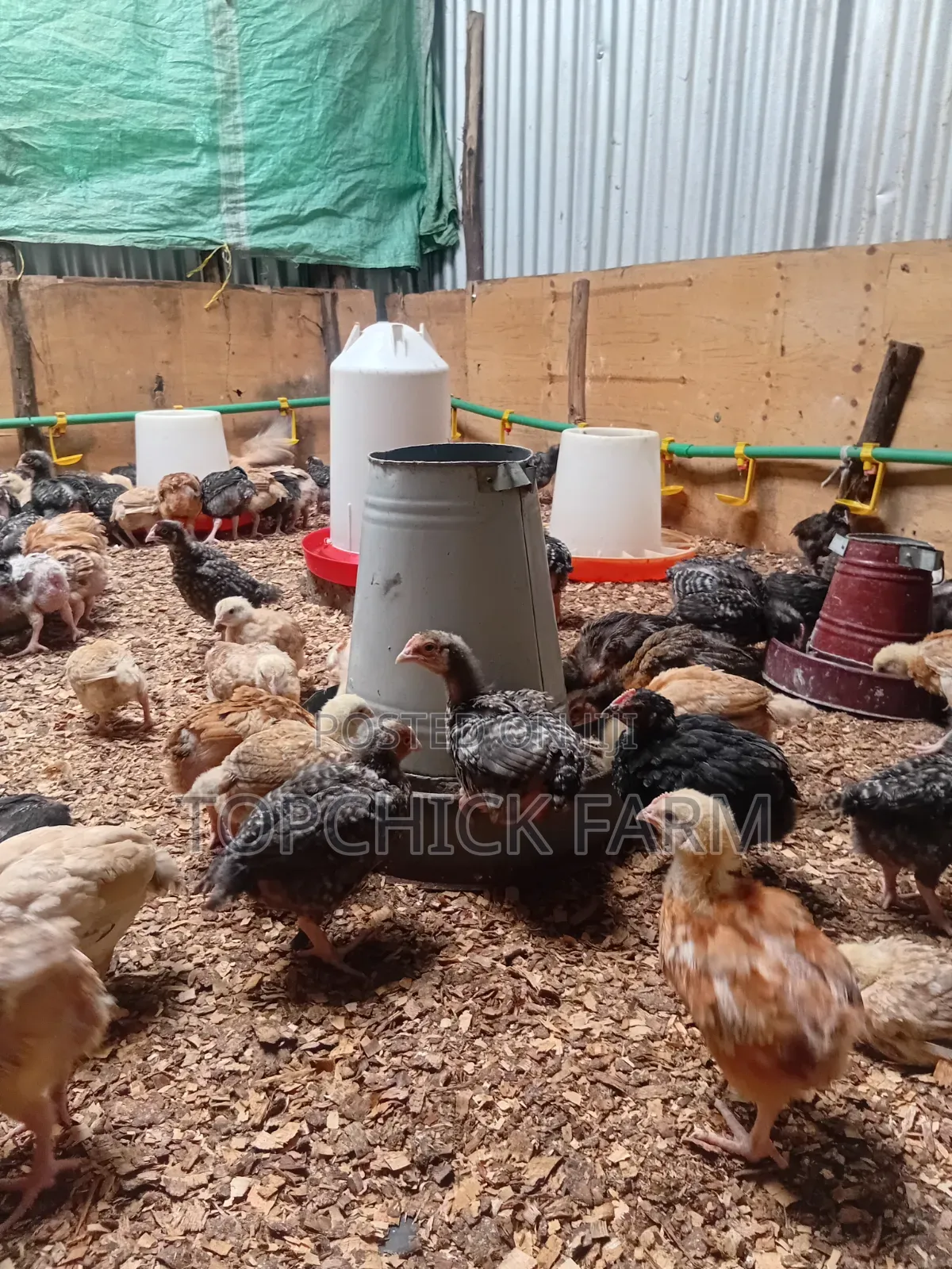 4 Weeks Old F1 Sasso Chicks