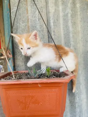 1-3 months Female Purebred American Shorthair