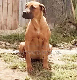 6-12 months Female Purebred Boerboel