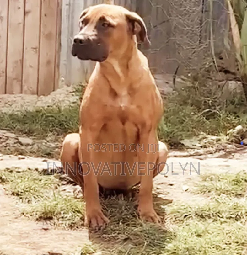 6-12 months Female Purebred Boerboel