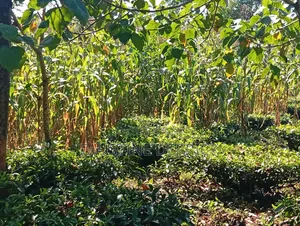 Land on Sale 2acres