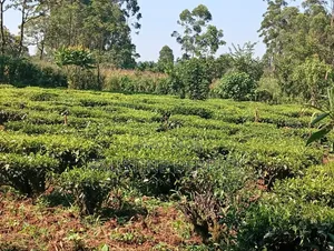 Land on Sale 2acres