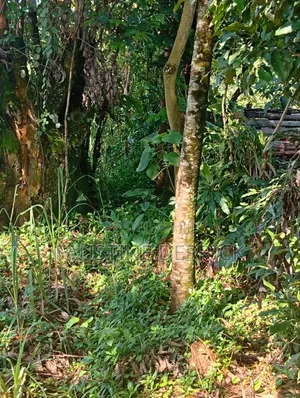 Land on Sale 2acres