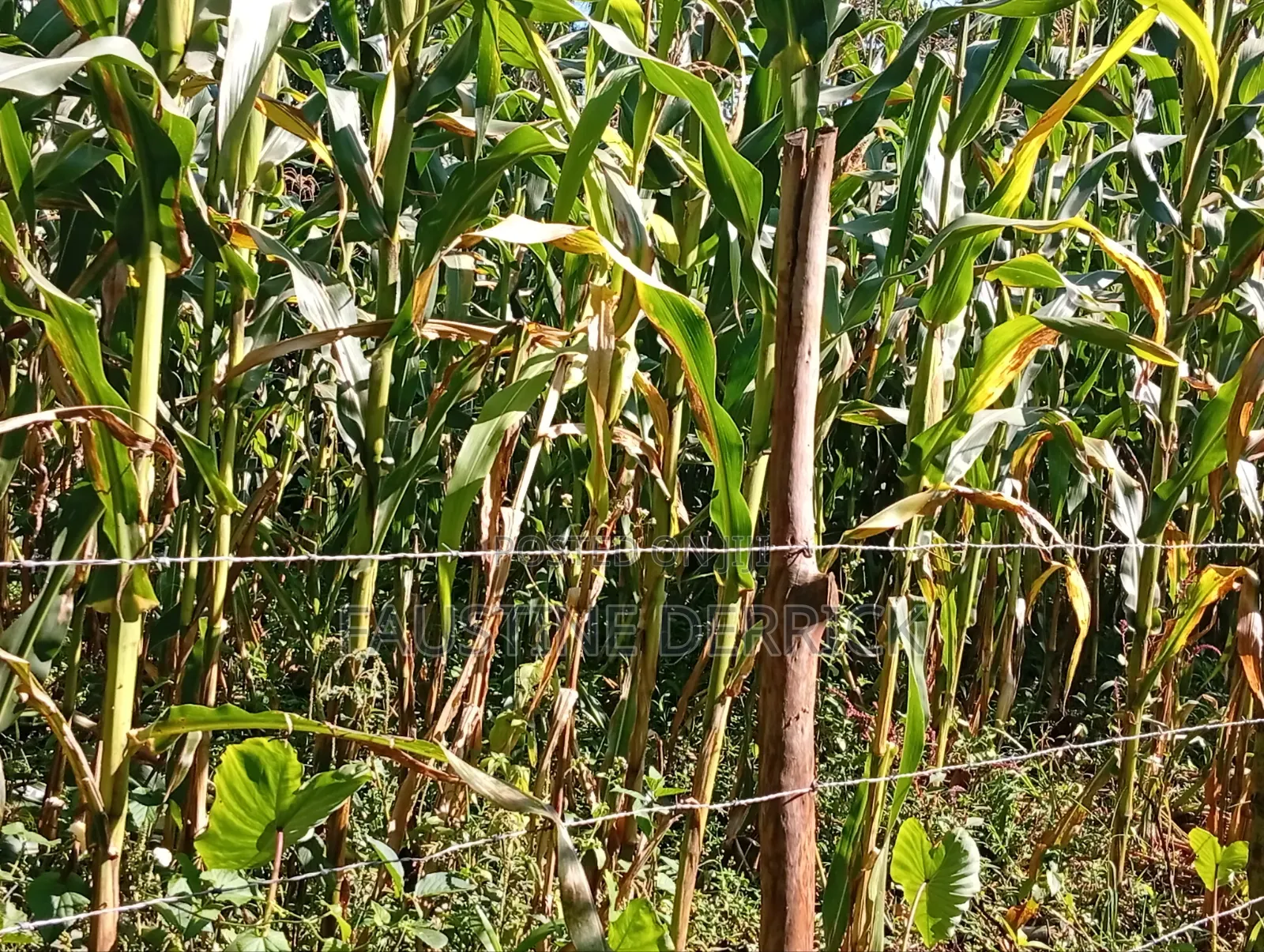 Land on Sale 2acres