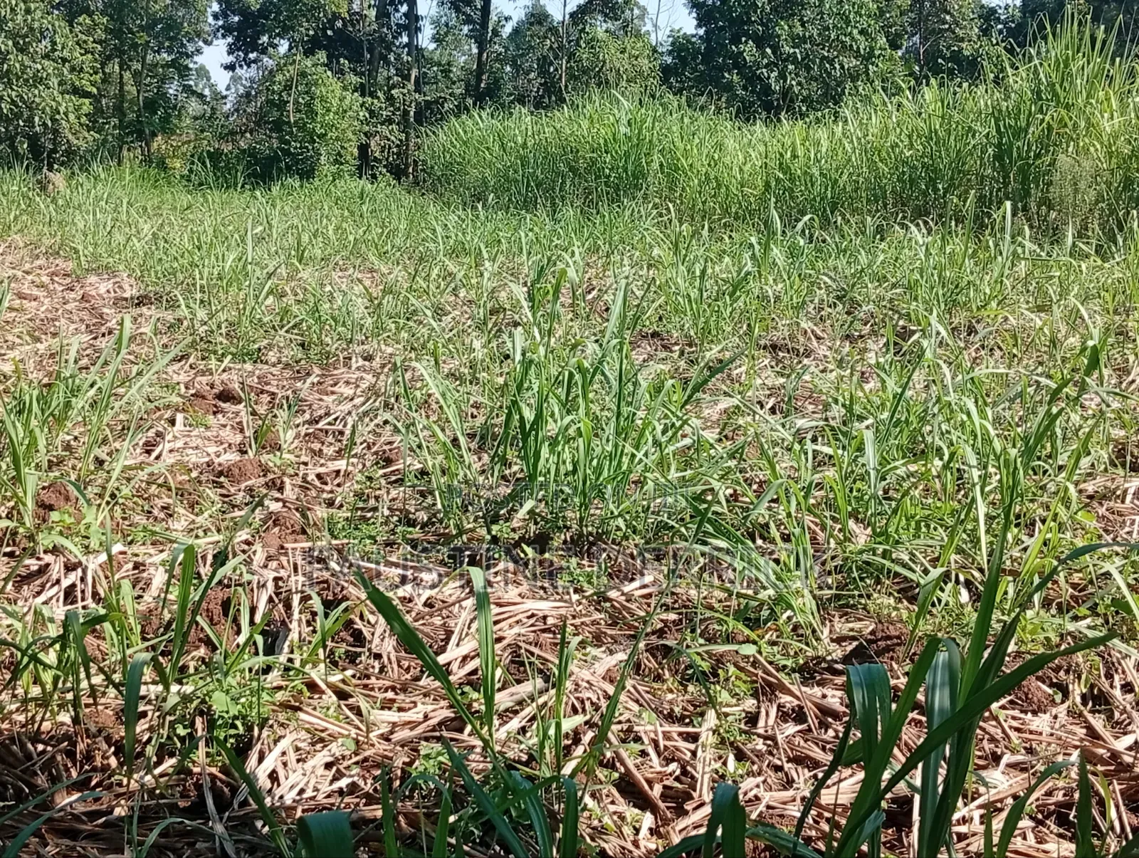 Land on Sale 2acres