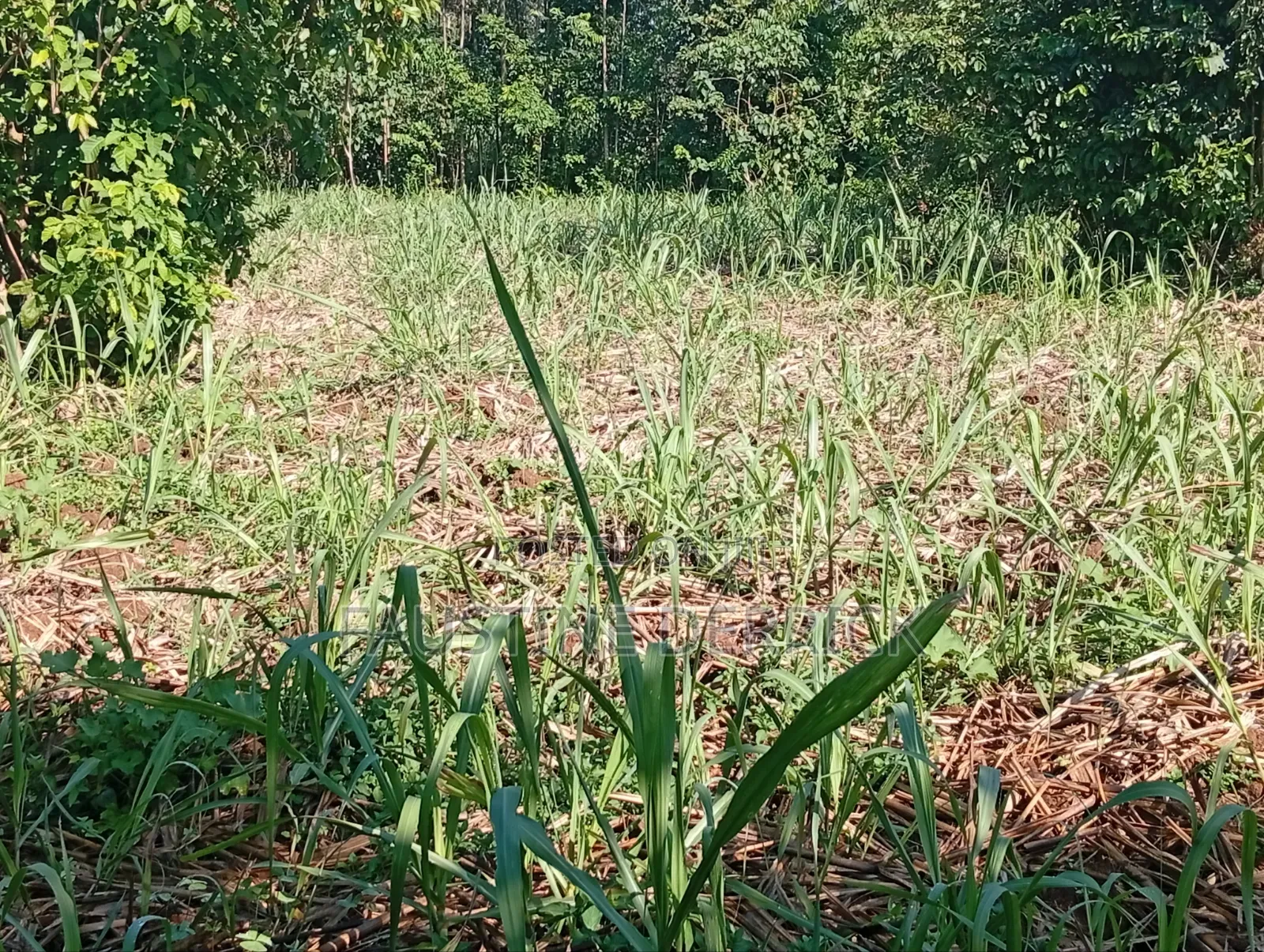 Land on Sale 2acres
