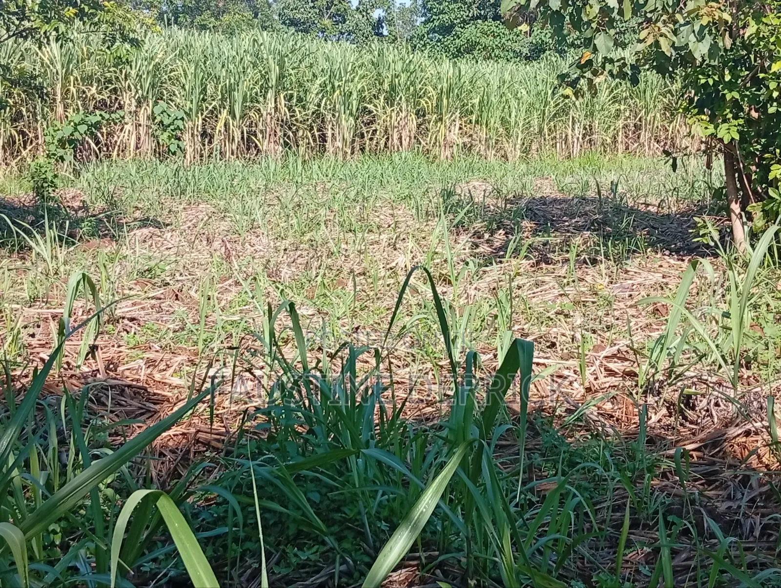 Land on Sale 2acres